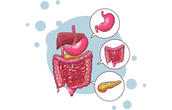 digestion process