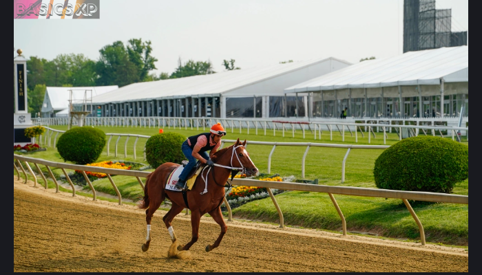 Preakness stakes horses